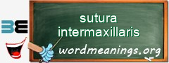 WordMeaning blackboard for sutura intermaxillaris